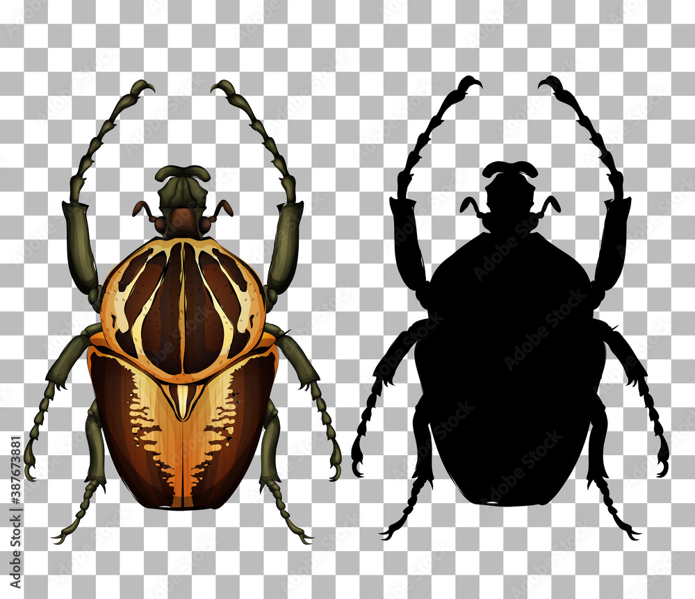 Beetle on transparent background