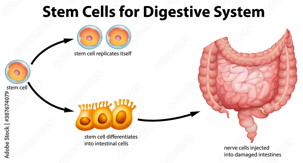 Stem cells for digestive system