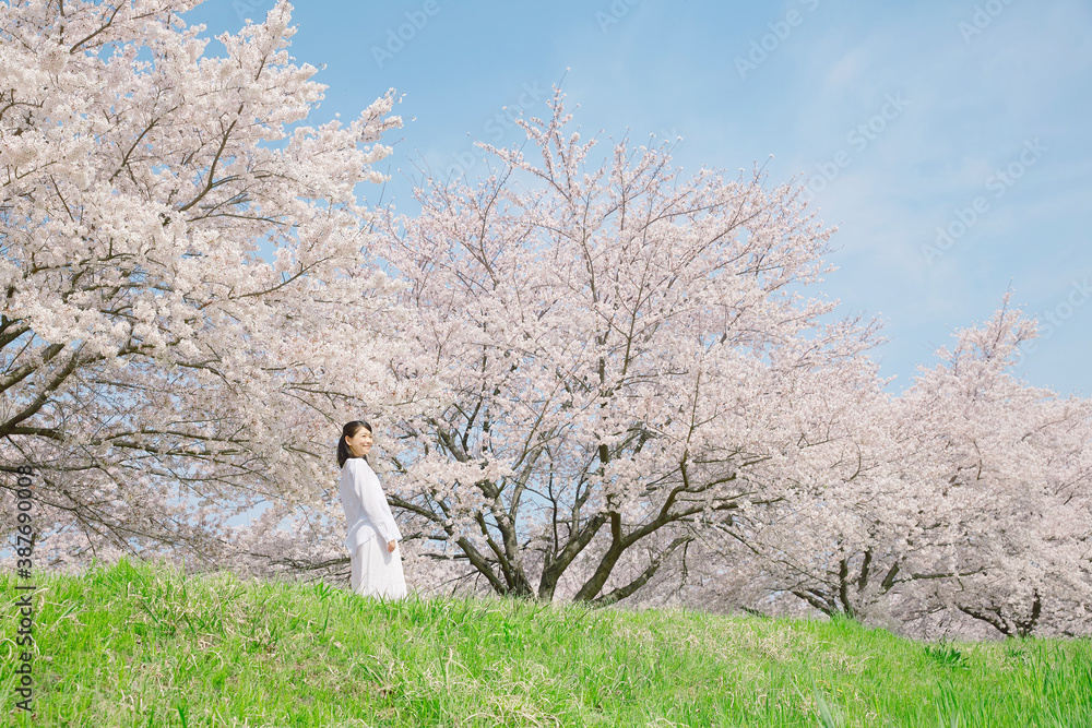 女性　桜　満開