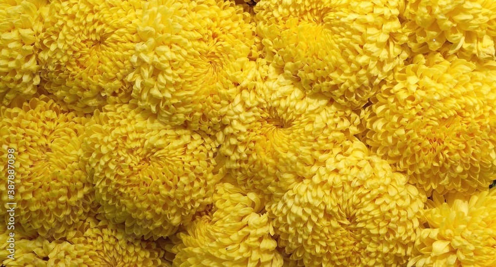 close-up view of yellow dahlia flowers, a solid carpet covering the entire canvas