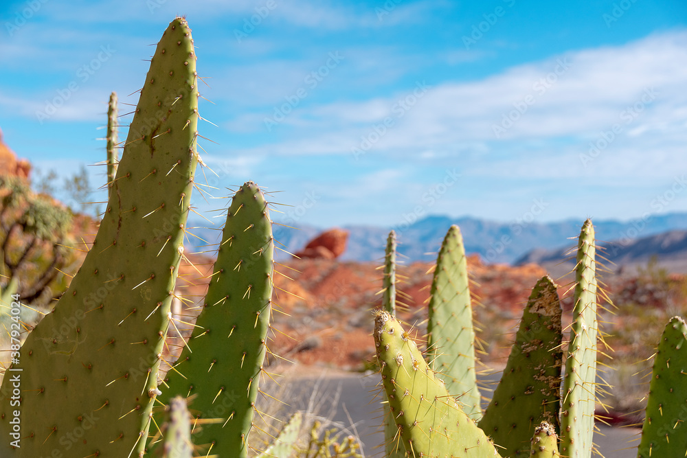 A group of cacti sits in the foreground of a view of Valley of Fire State Park in Nevada, USA on a b