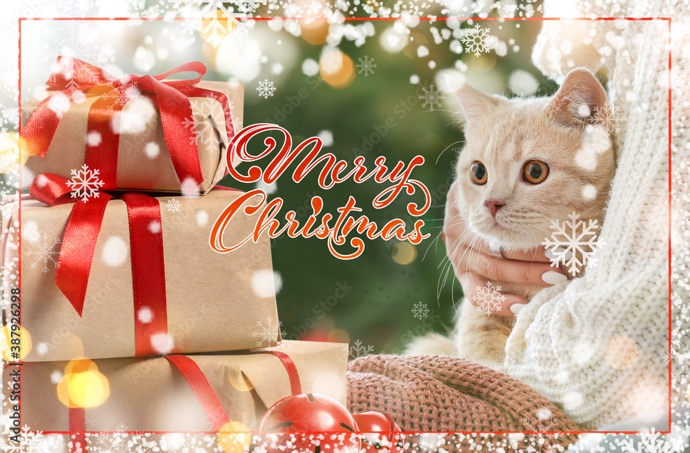 Beautiful Christmas greeting card with cute cat