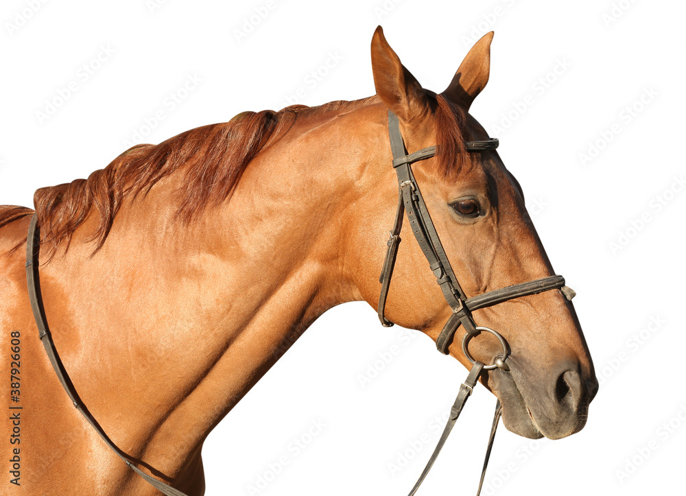 Chestnut horse on white background