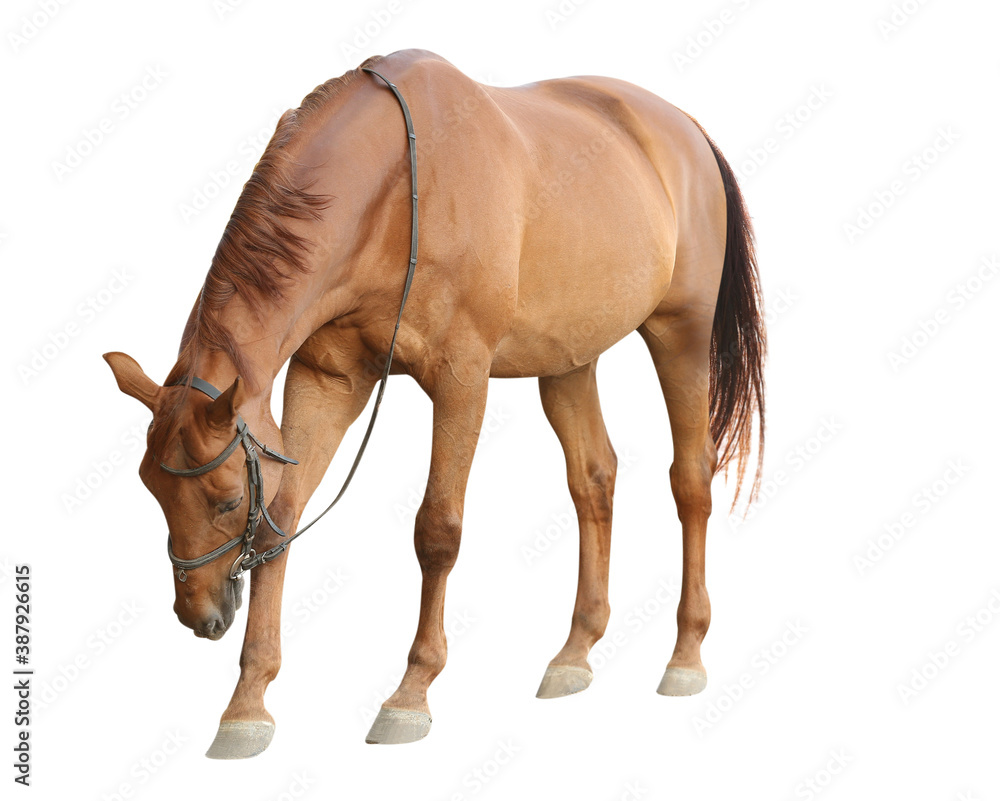 Chestnut horse on white background