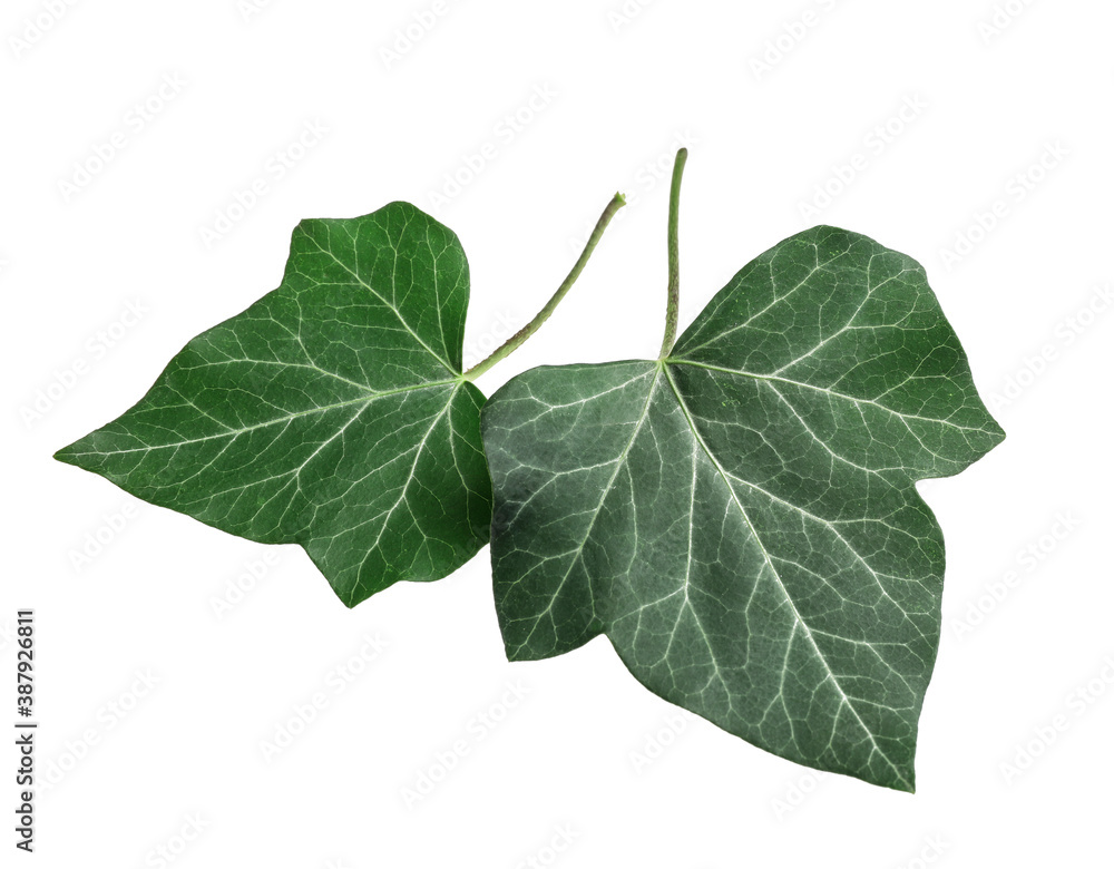 Green ivy leaves on white background