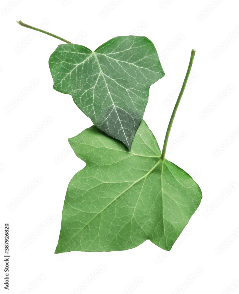 Green ivy leaves on white background