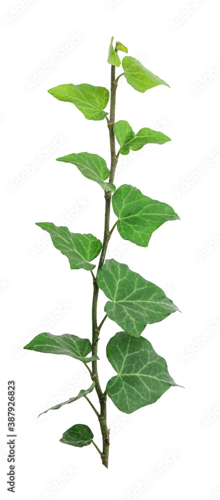 Green ivy on white background