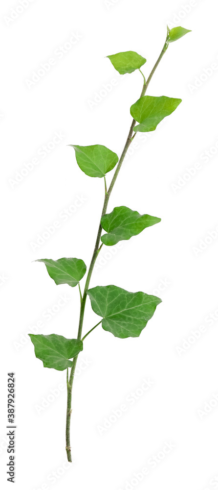 Green ivy on white background