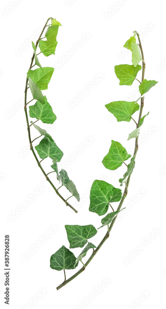 Green ivy on white background