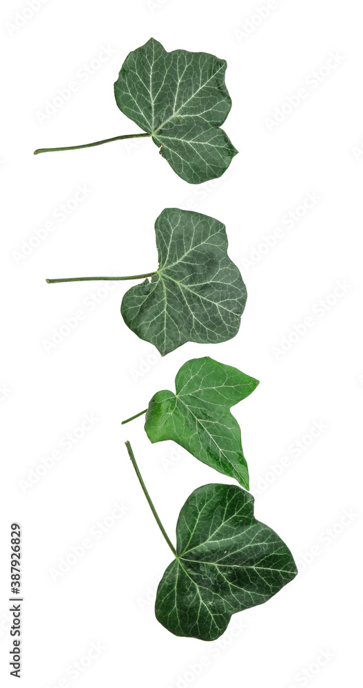 Green ivy on white background