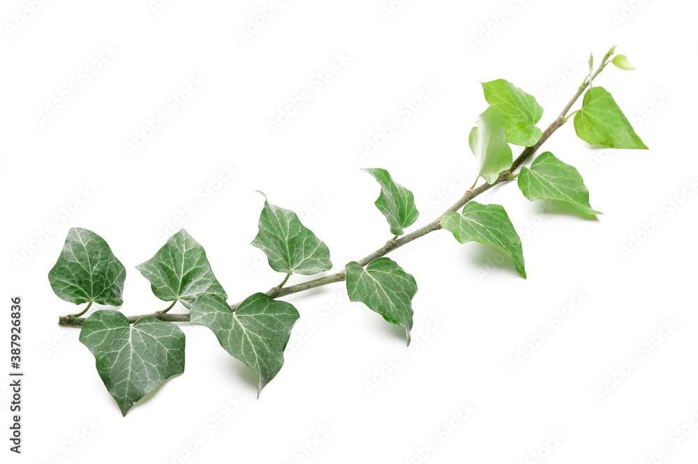 Green ivy on white background