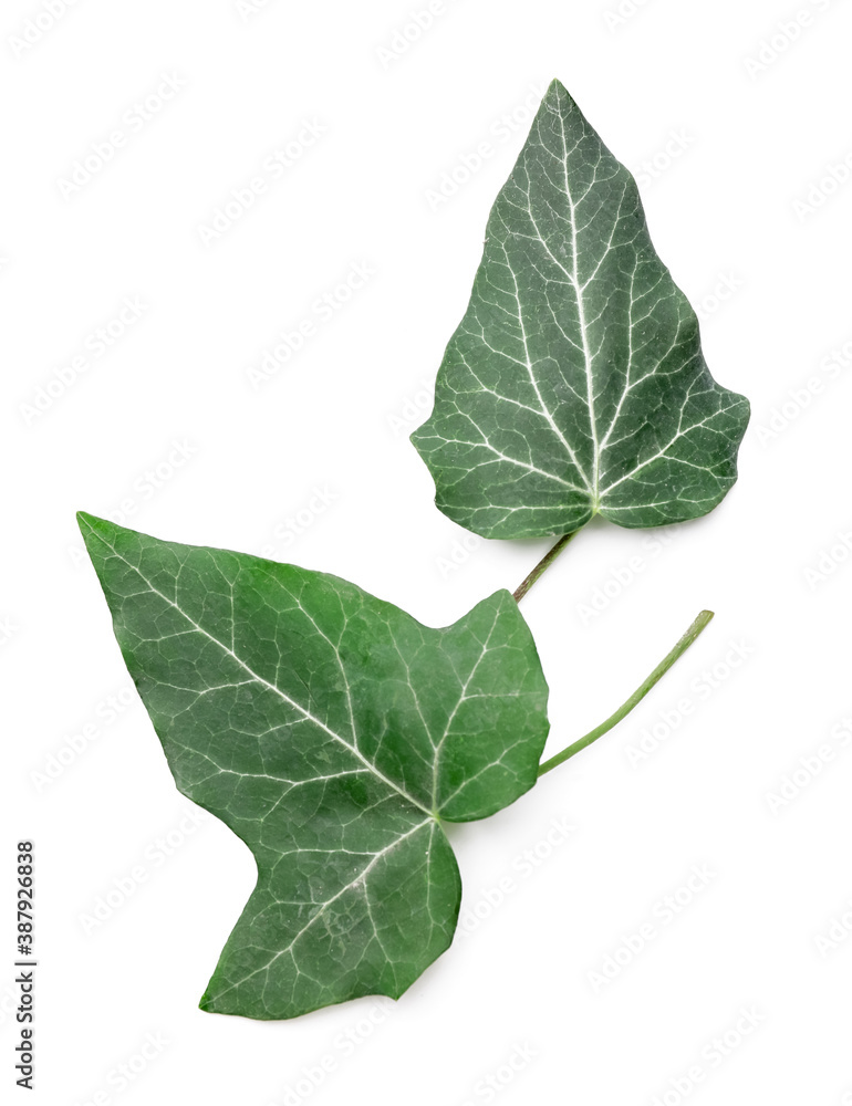 Green ivy leaves on white background