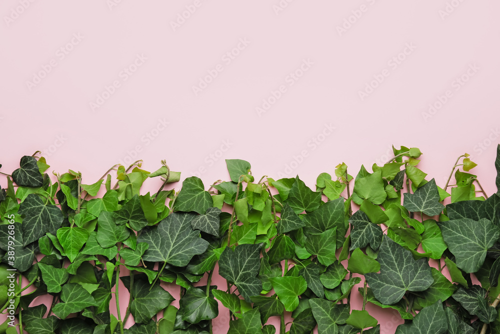 Green ivy branches on color background