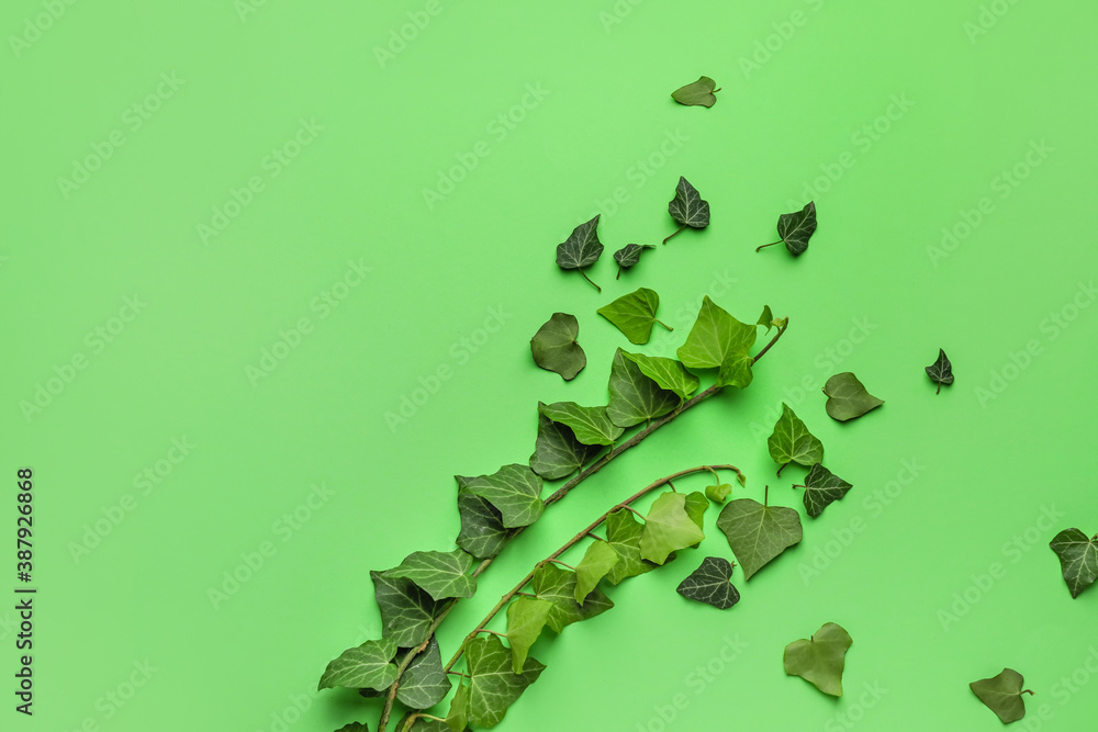 Green ivy branches on color background