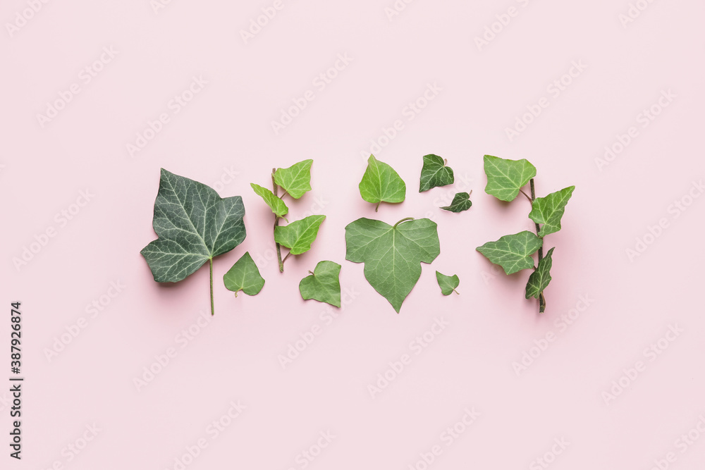 Green ivy leaves on color background