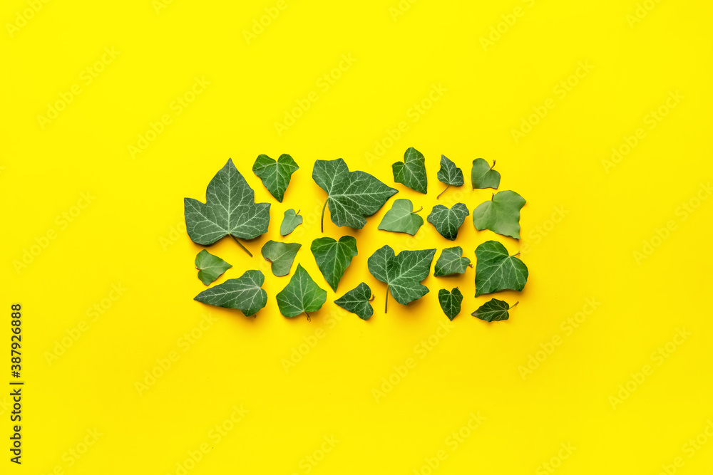 Green ivy leaves on color background