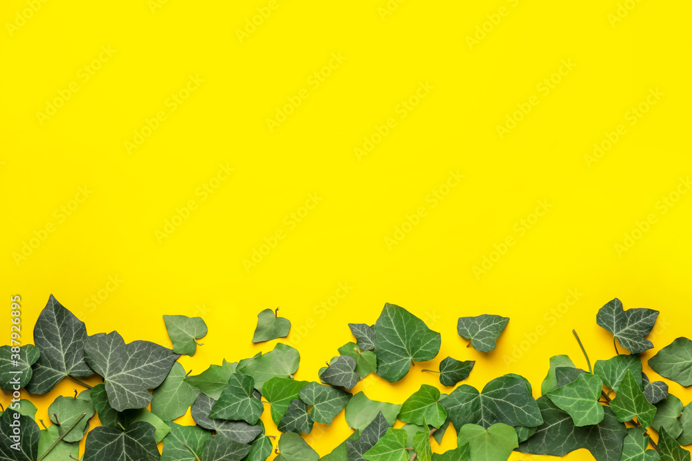 Green ivy leaves on color background