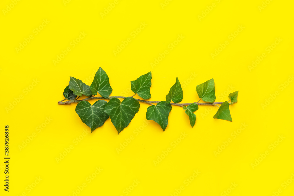 Green ivy branch on color background