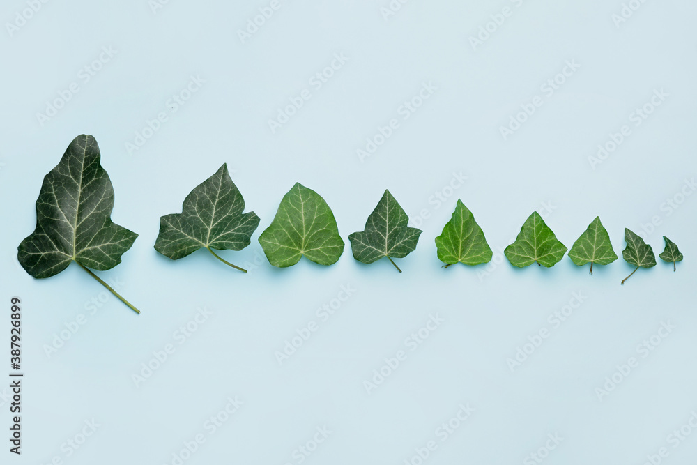 Green ivy leaves on color background