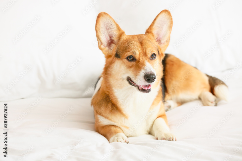 Cute dog lying on bed at home