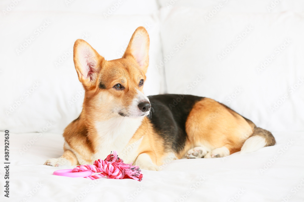 Cute dog with toy lying on bed