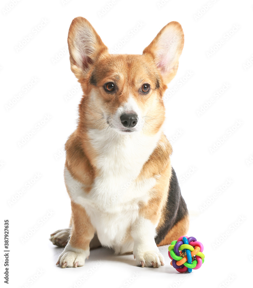 Cute dog with toy on white background