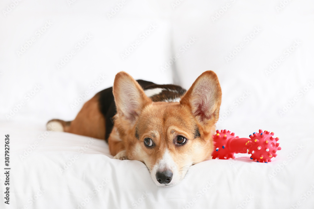 Cute dog with toy lying on bed