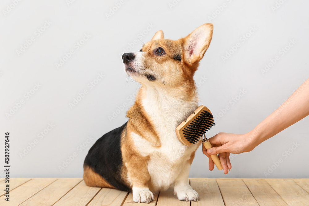 Owner brushing cute dog on light background