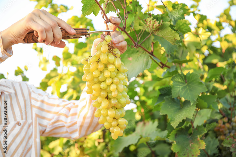 Woman cutting cluster of fresh ripe juicy grapes with pruner in vineyard