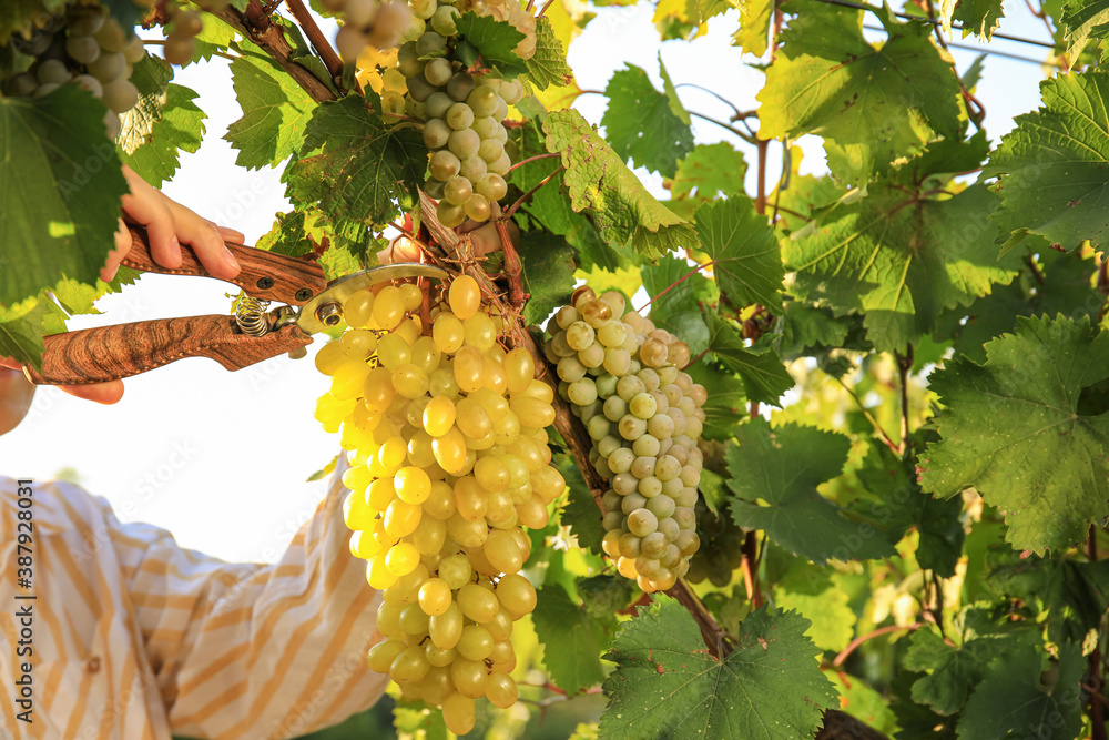 Woman cutting cluster of fresh ripe juicy grapes with pruner in vineyard