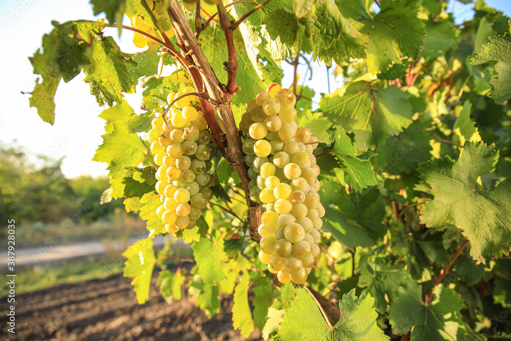 Cluster of ripe grapes in vineyard