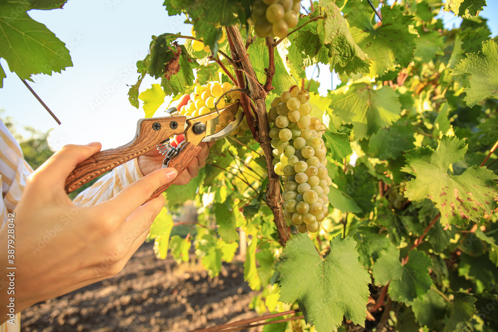 Woman cutting cluster of fresh ripe juicy grapes with pruner in vineyard