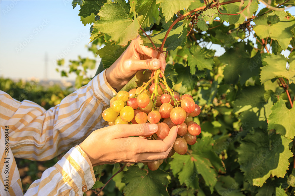 Woman gathering fresh ripe juicy grapes in vineyard