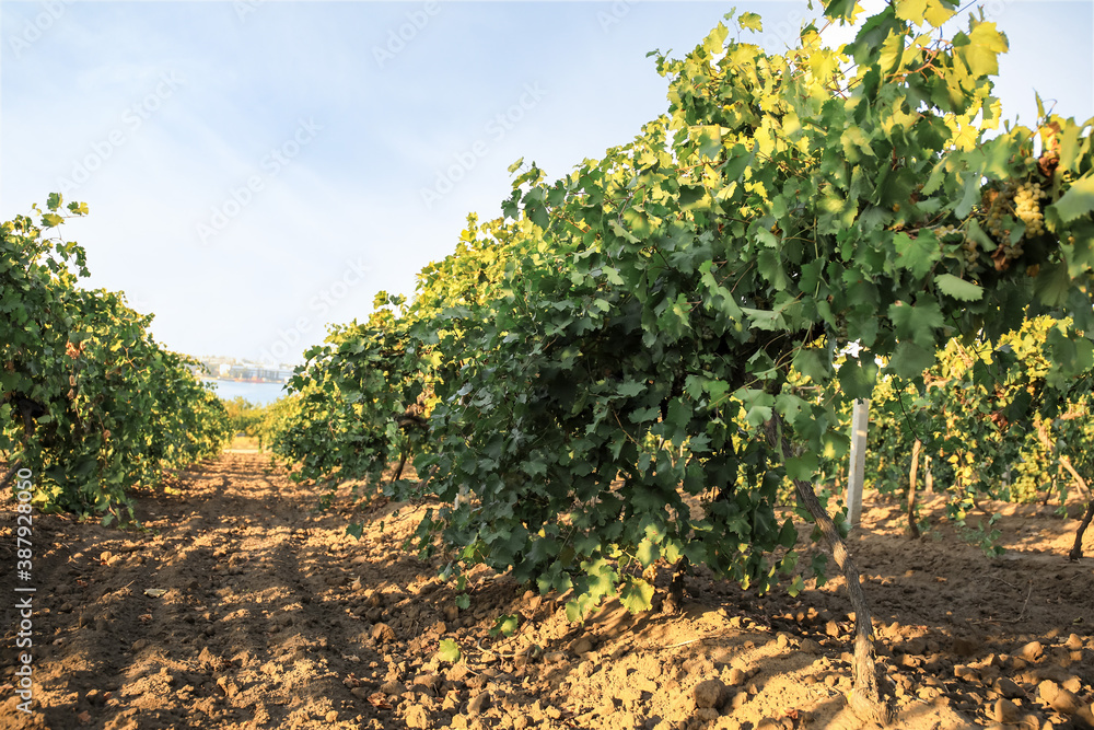 View of vineyard in countryside