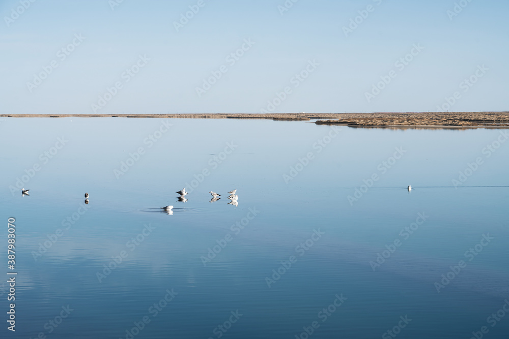 Birds in the clean lake, natural scenery.