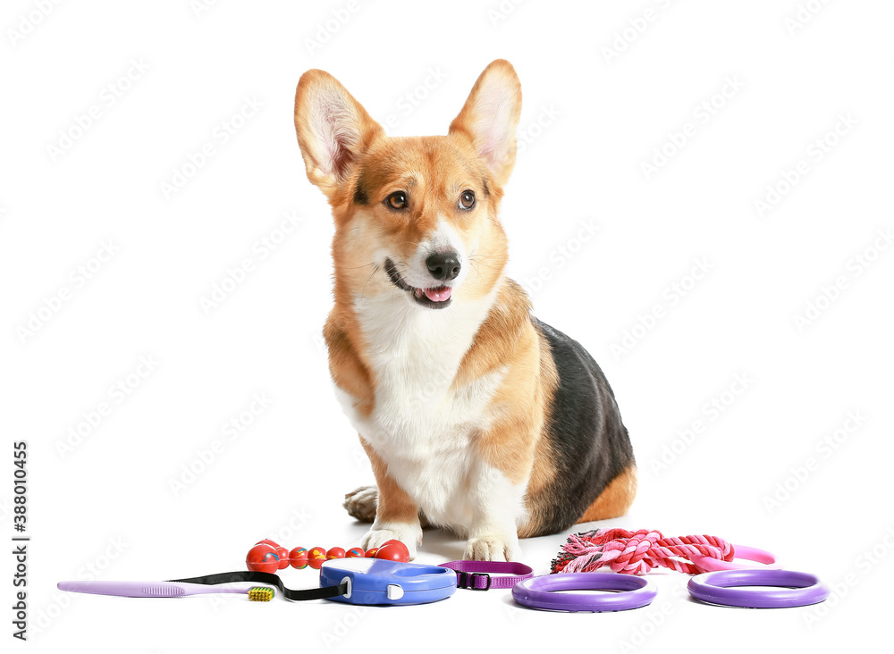 Cute dog with different pet accessories on white background