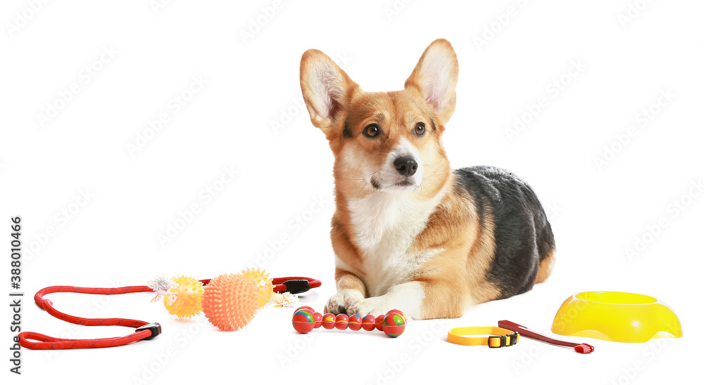 Cute dog with different pet accessories on white background