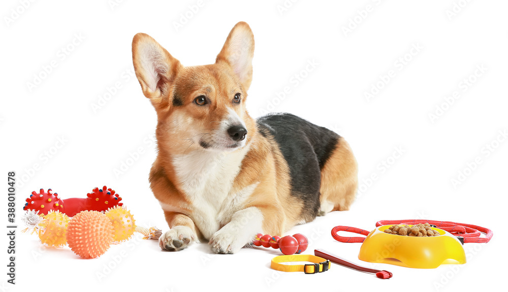 Cute dog with different pet accessories on white background