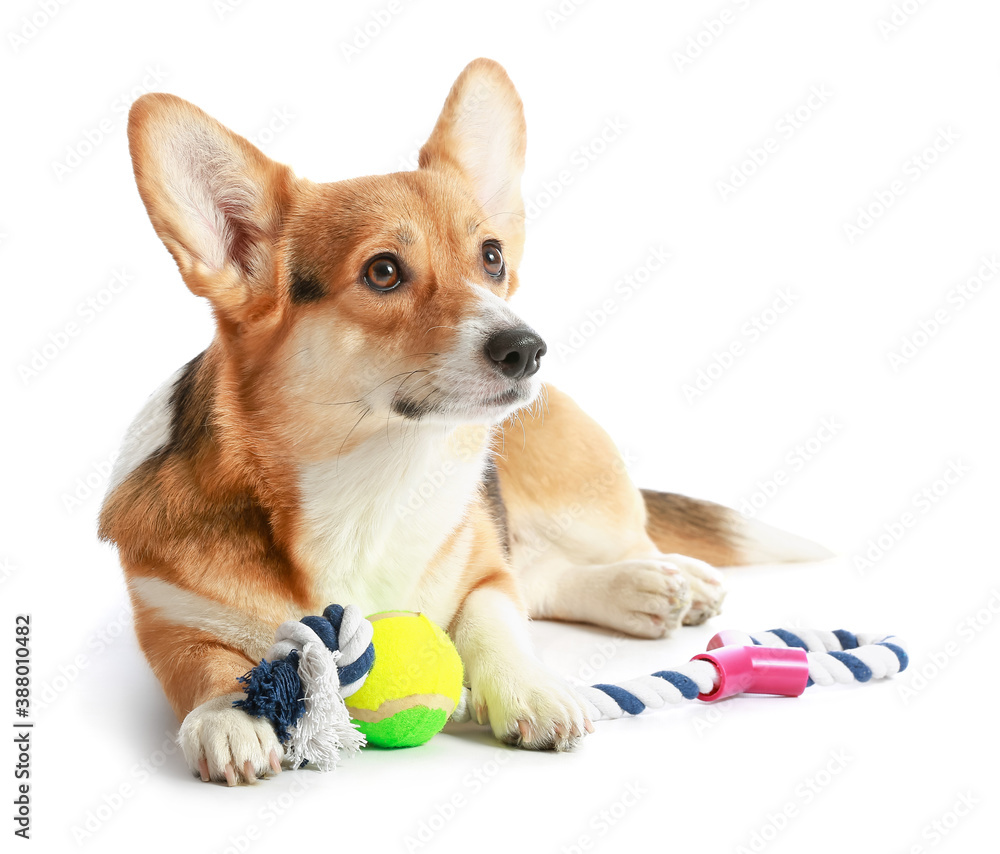 Cute dog with toy on white background