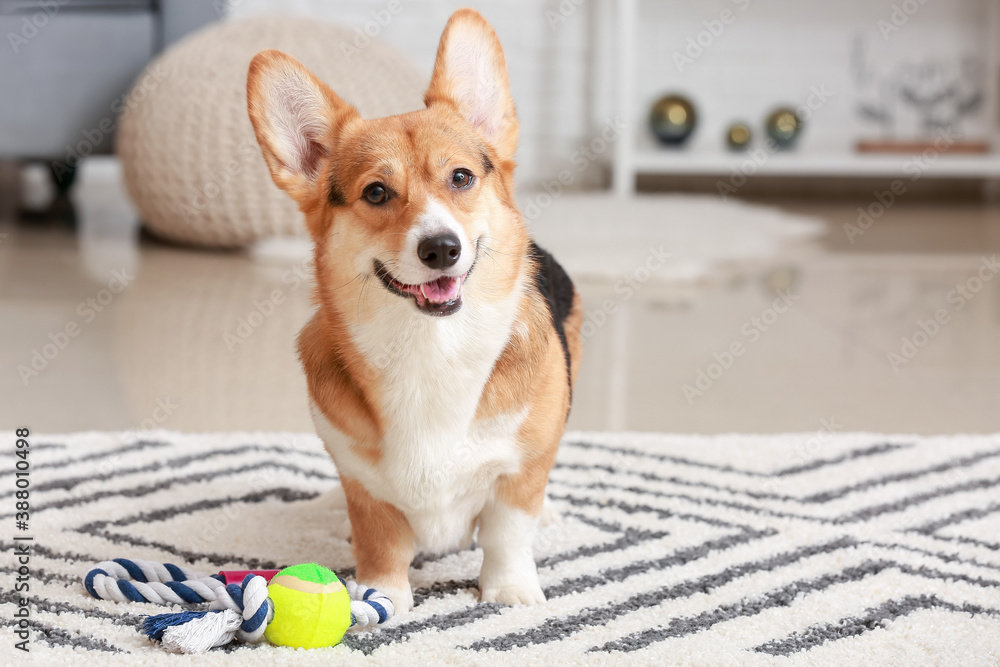 Cute dog with toy at home