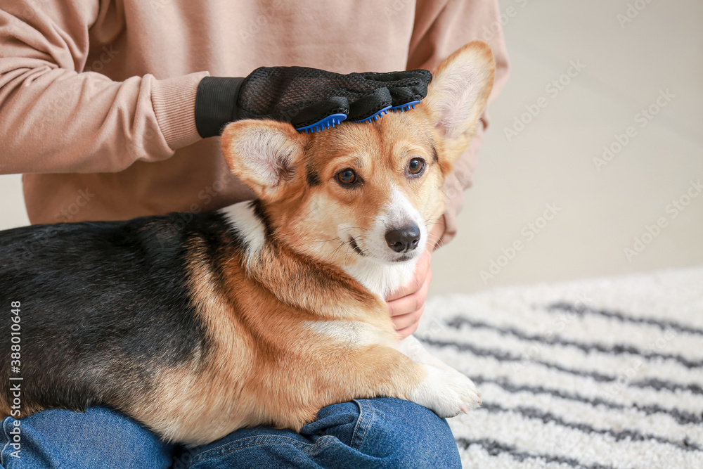 Woman brushing her dog with hair removing glove at home