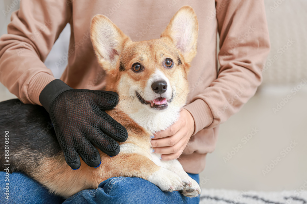 Woman brushing her dog with hair removing glove at home