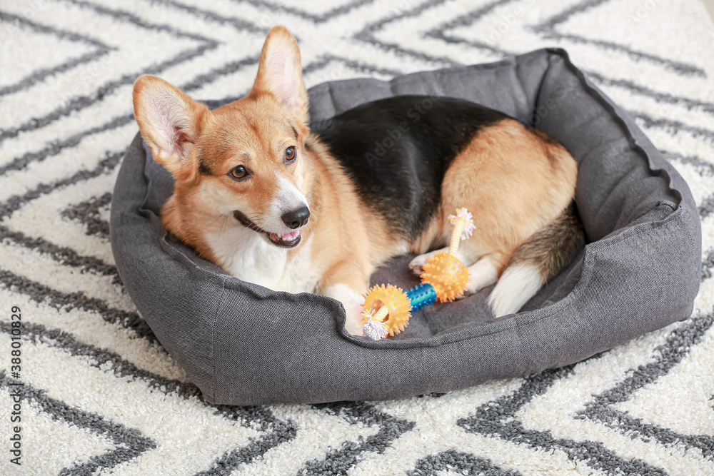 Cute dog with toy lying in pet bed at home