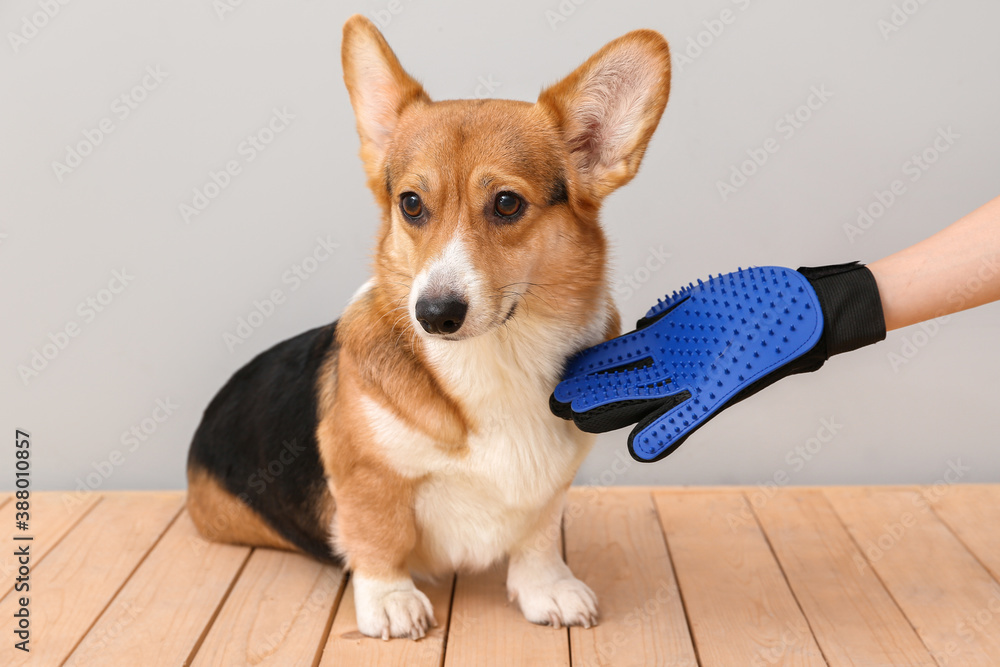 Woman brushing her dog with hair removing glove on light background