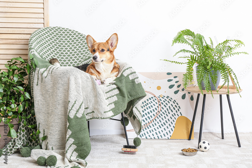 Cute dog with different pet accessories at home