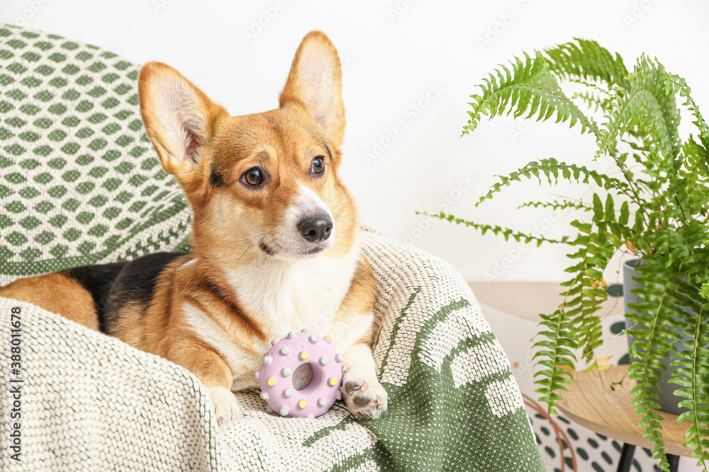 Cute dog lying on armchair at home