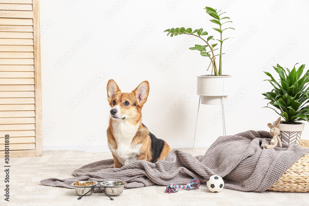 Cute dog with different pet accessories at home