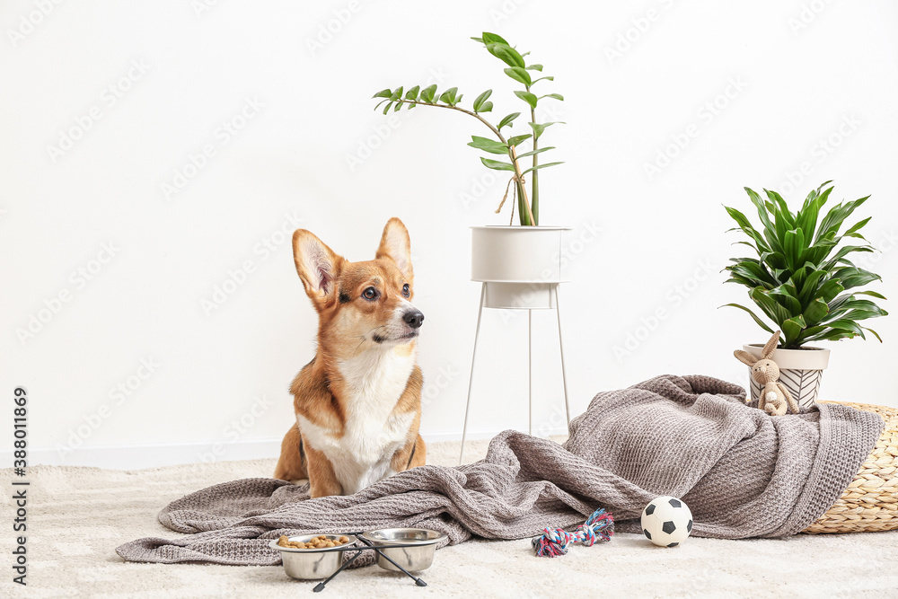 Cute dog with different pet accessories at home