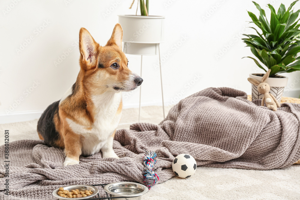 Cute dog with different pet accessories at home