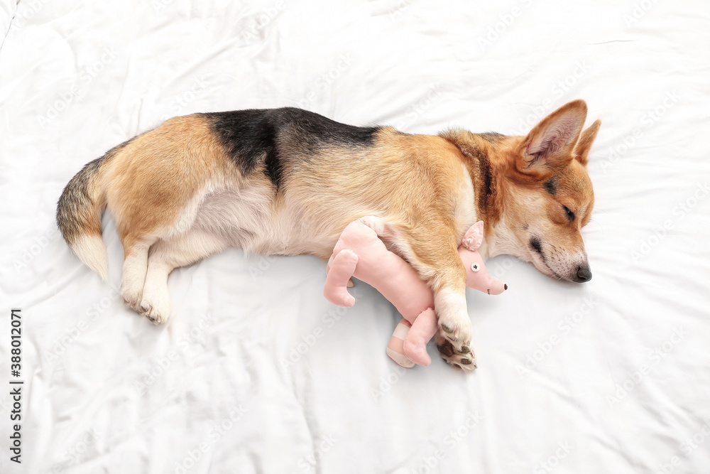 Cute dog with toy lying on bed